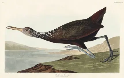 Audubon Uzun Gagalı Su Kuşu
