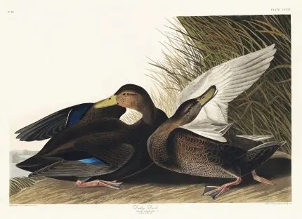 Audubon Yaban Ördekleri