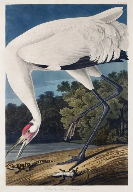 Audubon Beyaz Turna Kuşu
