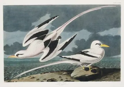 Audubon Tropik Deniz Kuşları