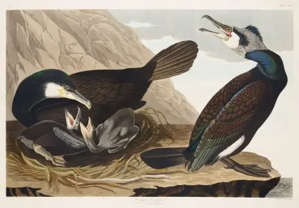 Audubon Karabatak Kuşları