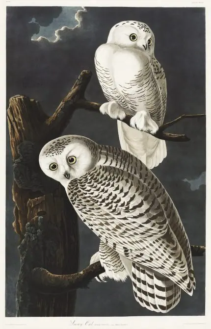 Audubon Kar Baykuşu