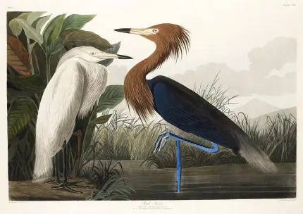 Audubon Balıkçıl Kuşları