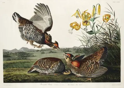 Audubon Çayır Tavuğu ve Zambak