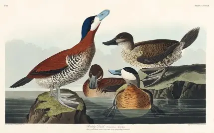 Audubon Dikkuyruk Ördekleri