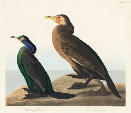 Audubon Kayalıkta Karabatak