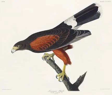Audubon Kızıl Kanatlı Şahin