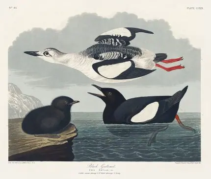 Audubon Kara Deniz Güvercini