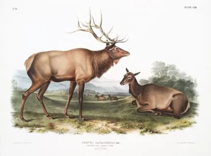 Audubon Amerikan Geyiği