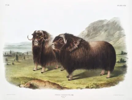 Audubon Misk Öküzü