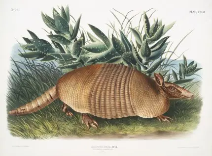 Audubon Armadillo