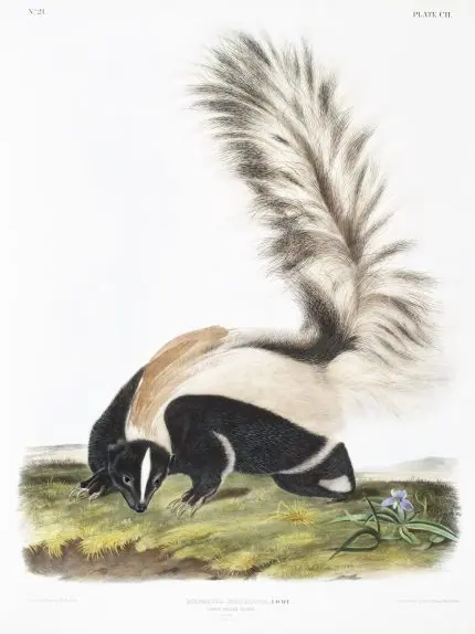 Audubon Uzun Kuyruklu Kokarca