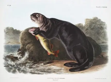 Audubon Deniz Su Samuru