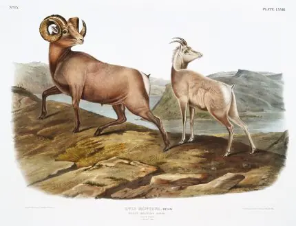 Audubon Dağ Koyunu