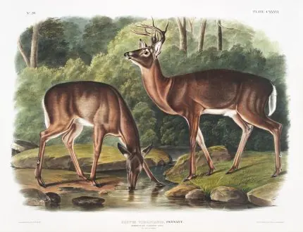 Audubon Orman Geyikleri