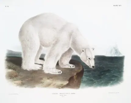 Audubon Kutup Ayısı