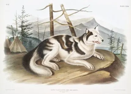 Audubon Kutup Köpeği