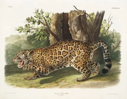 Tropikal