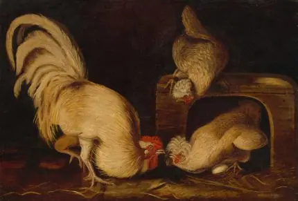 Audubon Horoz ve Tavuklar