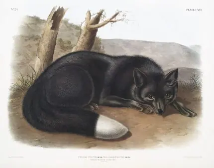 John Woodhouse Audubon