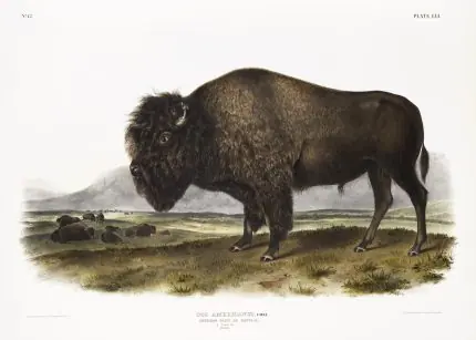 Audubon Amerikan Bizonu