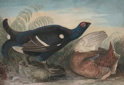 Audubon Orman Tavuğu