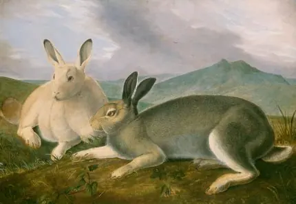 Audubon Kutup Tavşanları