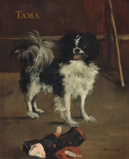 Manet Japon Köpeği Tama
