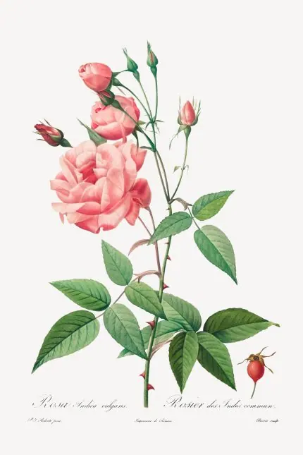 Redouté Pembe Bengal Gülü