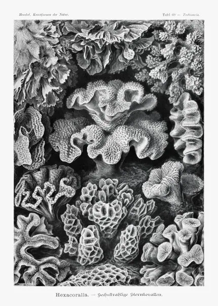 Haeckel Mercan Formları