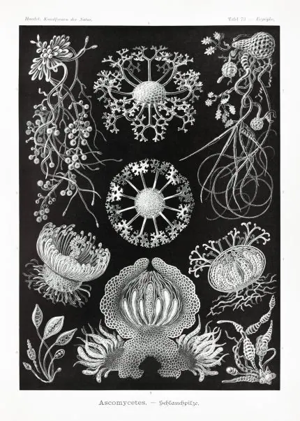 Haeckel Mantar Formları