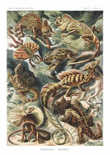 Haeckel Kertenkele Çizimleri