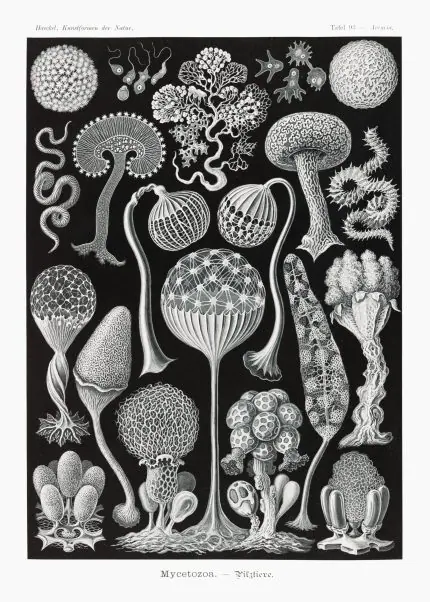 Haeckel Cıvık Mantar Formları