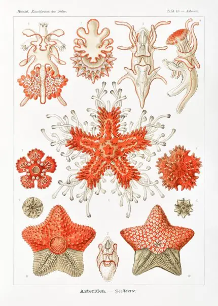 Haeckel Deniz Yıldızları