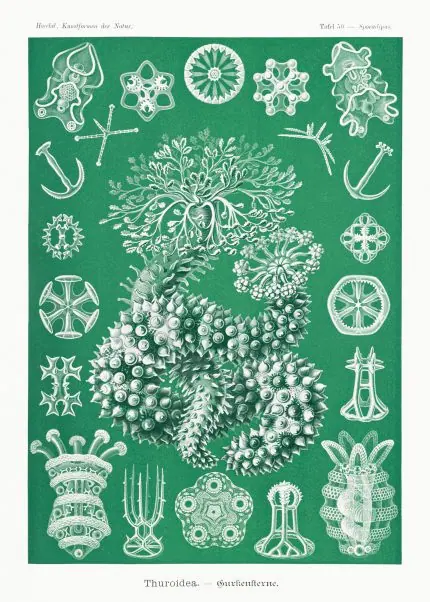 Haeckel Yeşil Deniz Formları