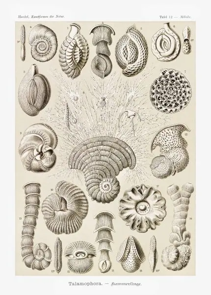 Haeckel Deniz Kabukları