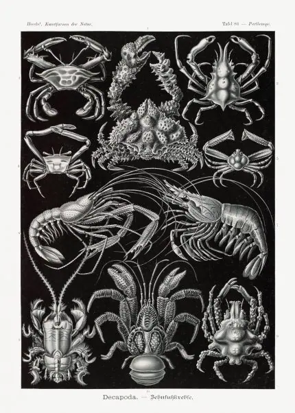 Haeckel Yengeç ve Istakoz Levhası