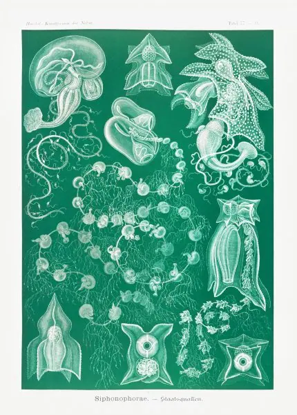 Haeckel Sifonofor Deniz Canlıları