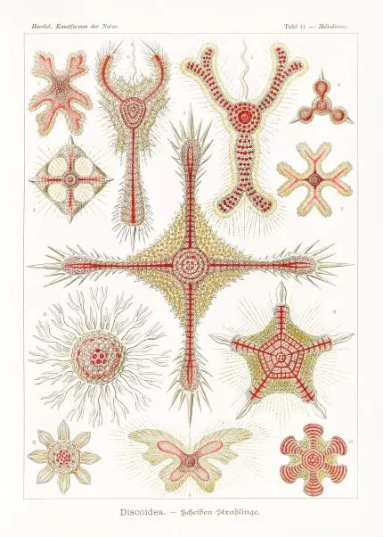 Haeckel Deniz Yıldızı Levhası