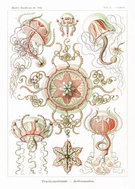 Haeckel Deniz Anası Levhası