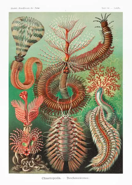 Haeckel Deniz Solucanları