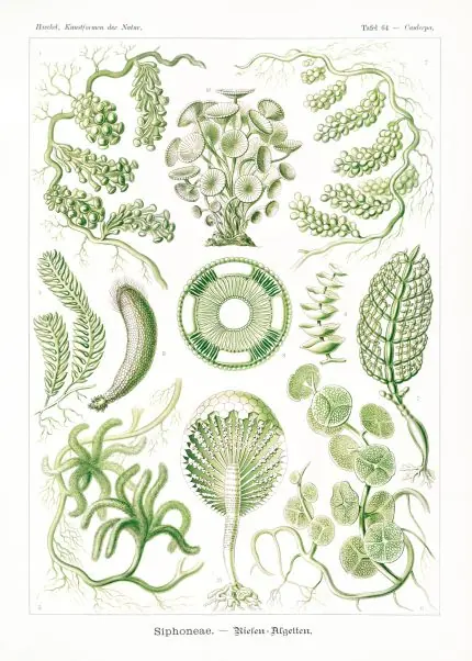 Haeckel Yeşil Deniz Yosunları
