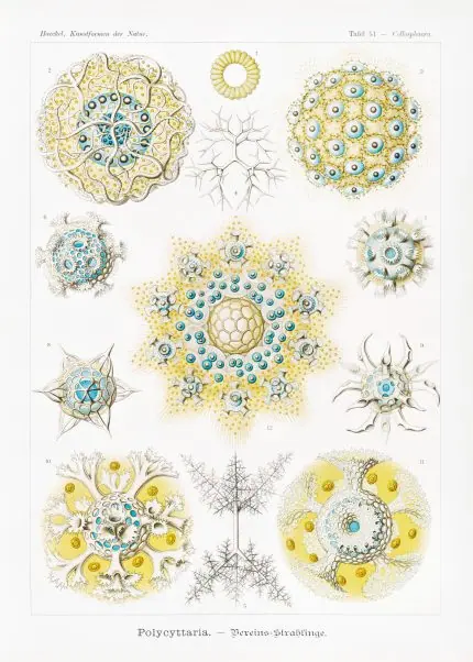 Haeckel Radyolarya Desenleri