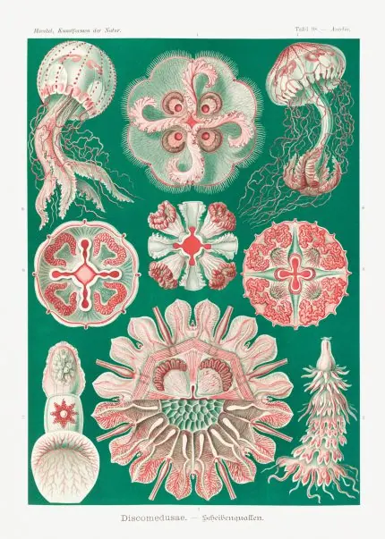 Haeckel Şemsiye Deniz Anası