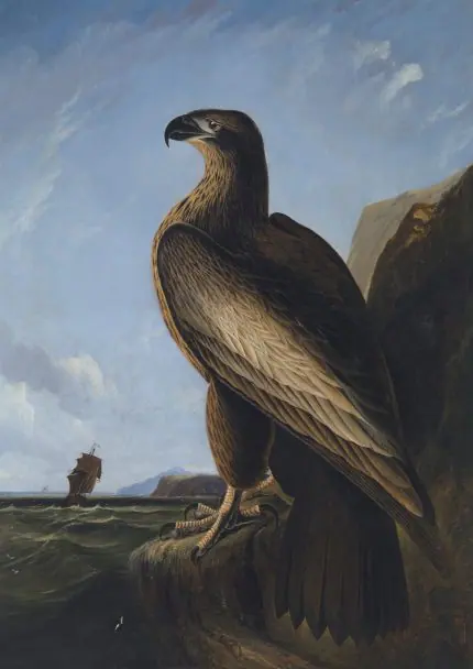 Audubon Deniz Kartalı