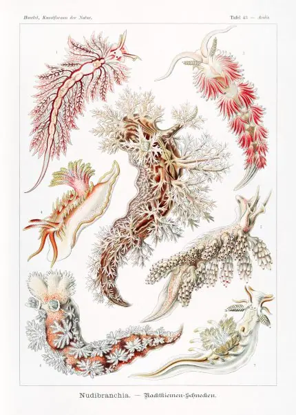 Haeckel Deniz Salyangozları