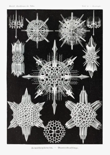 Haeckel Radyolarya Kar Tanesi