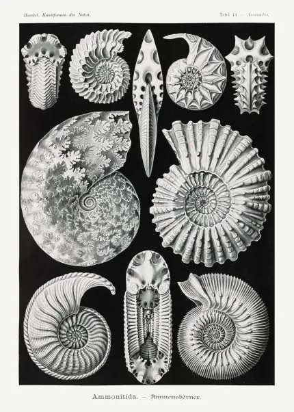 Haeckel Ammonit Fosilleri