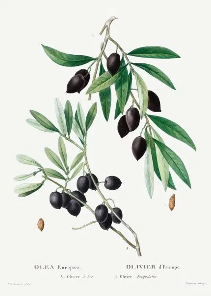 Redouté Zeytin Dalı