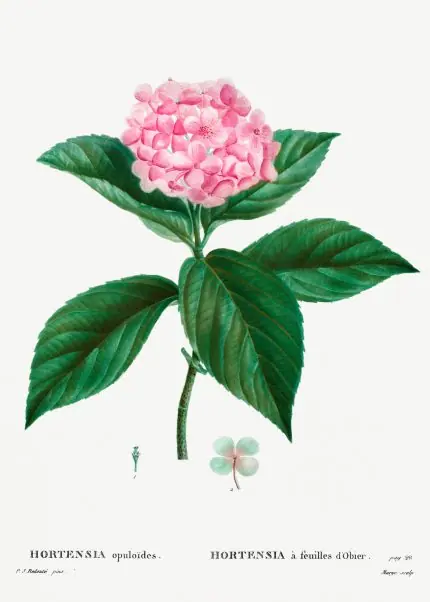 Redouté Pembe Ortanca